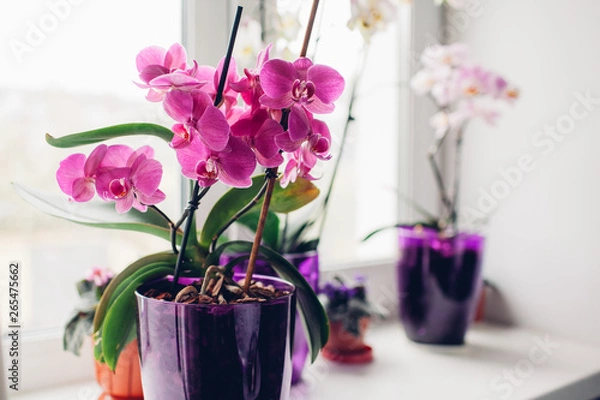 Obraz Fioletowa orchidea na parapecie. Pielęgnacja roślin domowych.