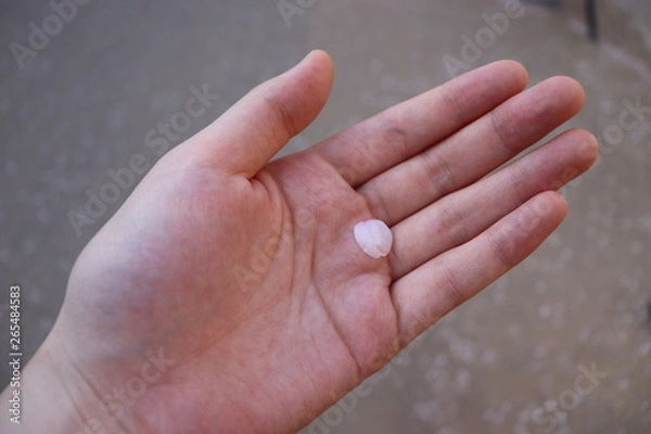 Obraz 桜の花びら