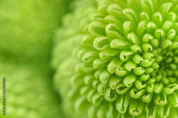 Fototapeta Green flower macro