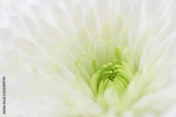 Fototapeta White flower macro