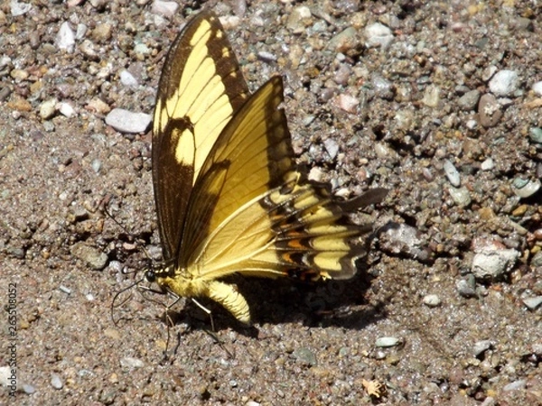Obraz butterfly on leaf