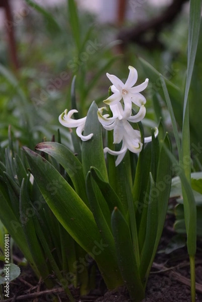 Fototapeta snowdrops in forest