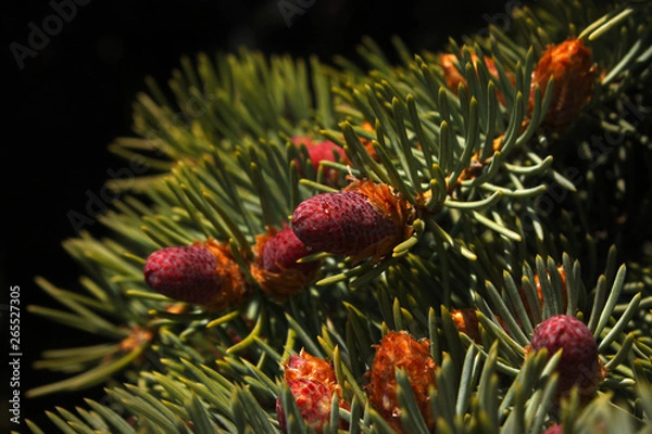 Fototapeta Beautiful color new fir cones on green branches