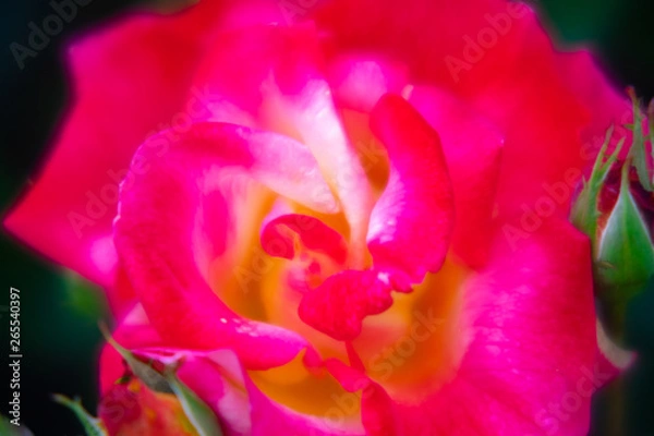 Fototapeta 薔薇DSC2276