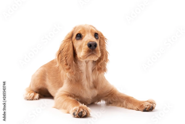 Fototapeta Cocker Spaniel 3 month old puppy isolated on white background