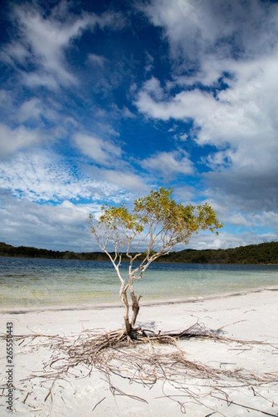 Obraz tree on the beach