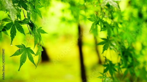 Obraz 日本庭園と青もみじ