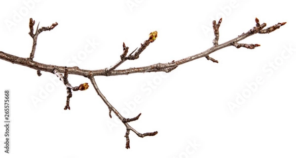 Obraz Pear tree branch with swollen buds on an isolated white background
