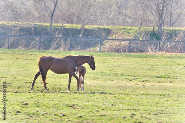 Fototapeta サラブレッドの親子