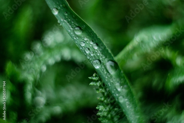 Fototapeta Grass after rain 