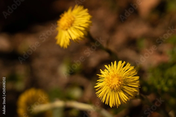 Fototapeta Yellow dandelions background