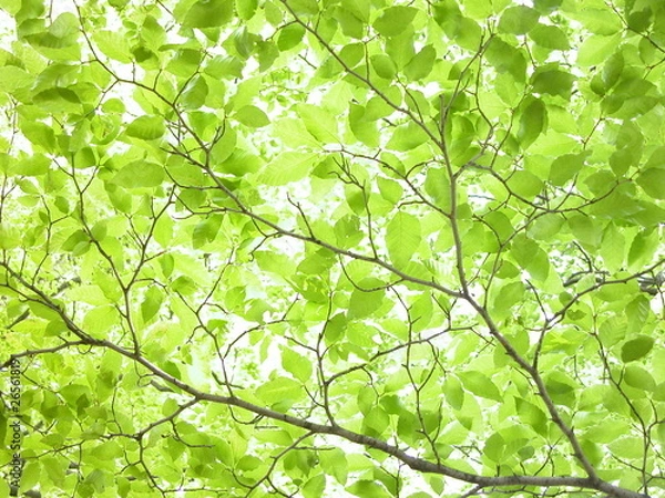 Obraz 新緑のブナの梢