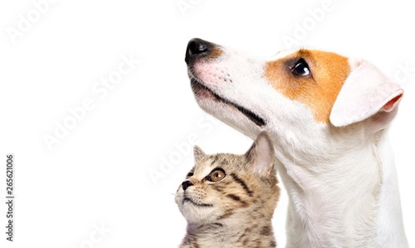 Fototapeta Ładny pies Jack Russell Terrier i kotek szkocki prosty widok z boku na białym tle