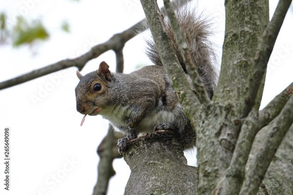 Fototapeta Squirrel in branch