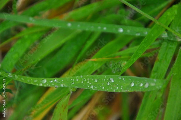 Fototapeta dew on grass