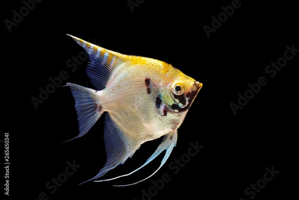 Obraz angel fish isolated on blackground