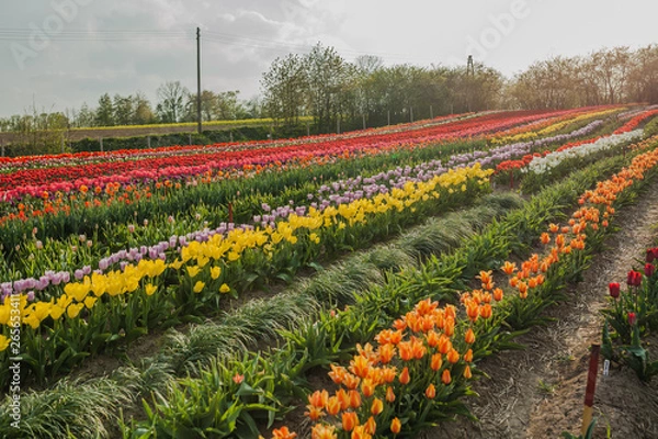 Obraz tulips field agriculture holland