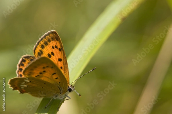 Obraz Czerwończyk dukacik Lycaena virgaureae