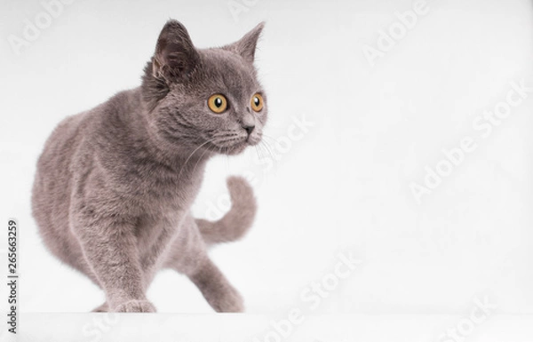 Fototapeta Brittish shorthair blue cat  isolated on white bakcground - text space to the right--
