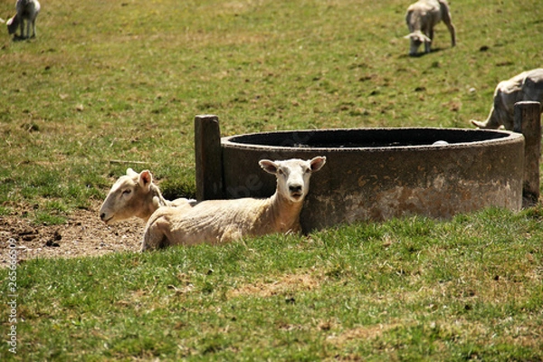 Obraz Sheep watching camera while resting
