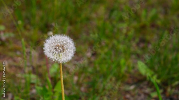 Fototapeta dandelion in grass