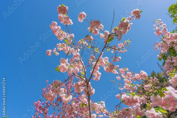 Obraz 黒龍澤公園