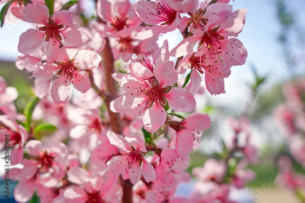 Obraz Blossoming peach tree branches, the background blurred