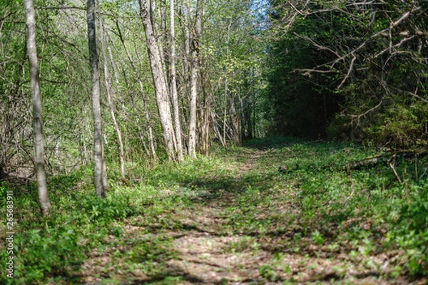 Obraz fresh green forest trees in spring