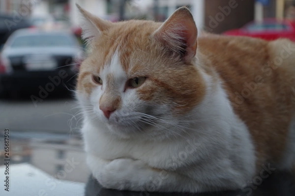 Fototapeta 見つめる猫