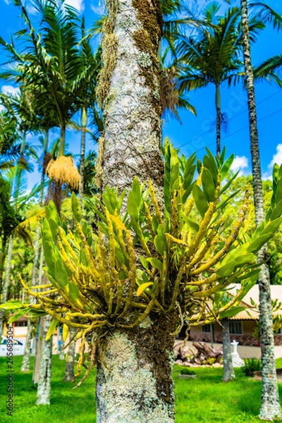 Obraz Palmeira imponente