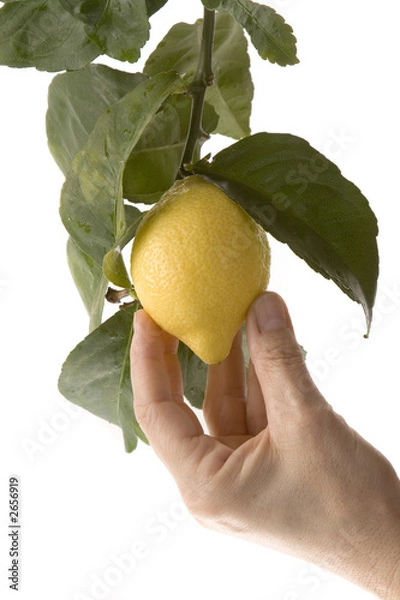 Obraz hand picking a lemon from branch