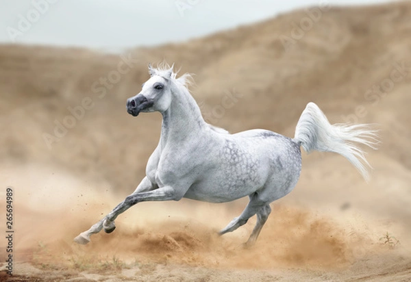 Obraz arabian horse running in desert