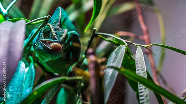 Obraz huntung chameleon