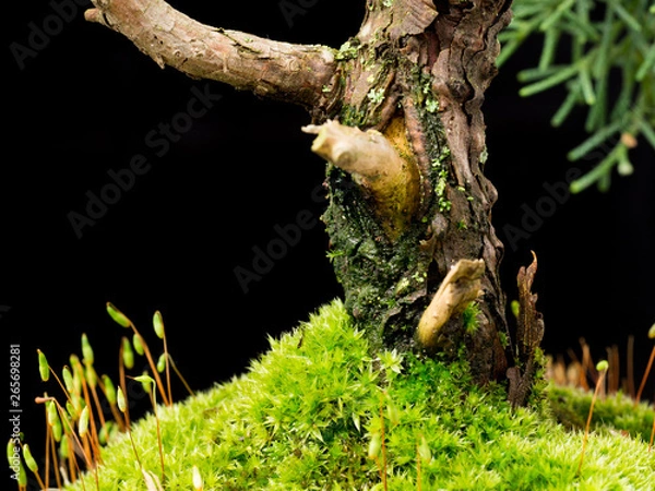 Obraz miniature nature