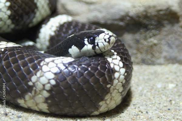 Obraz harmless kingsnake
