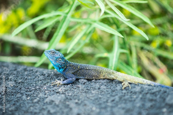 Fototapeta Colorful lizard on a rock