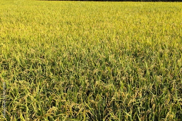 Fototapeta 稲