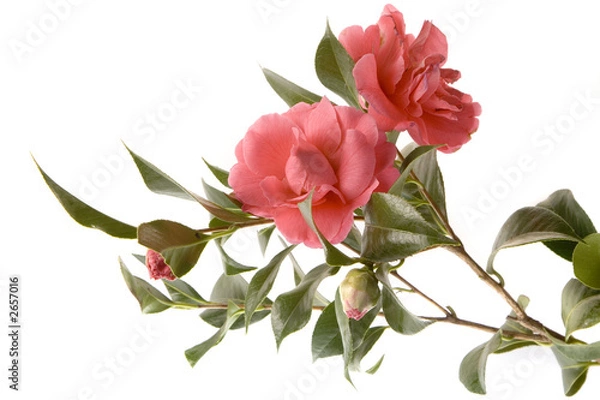Obraz the camellia sasanqua, two buds, two blossoms