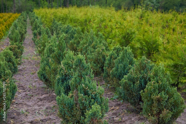Fototapeta Garden store center with many of young coniferous trees. The nursery of plant and trees for gardening 