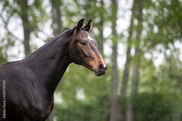 Fototapeta Pferde auf der Weide