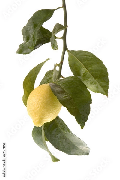 Obraz low hanging lemon