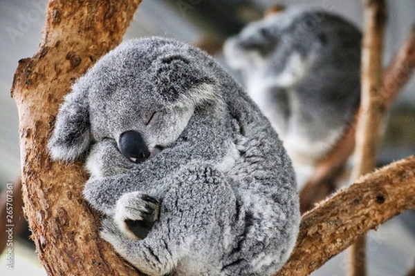 Obraz koala in a tree