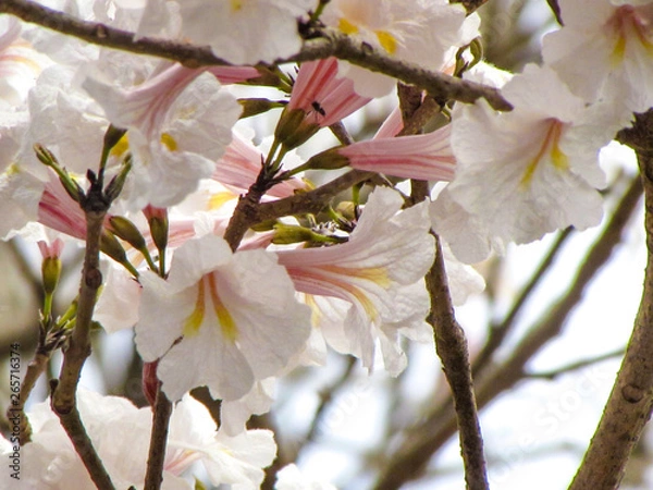 Fototapeta Close up of a white ipe flower. A brazilian tree blossoming during spring