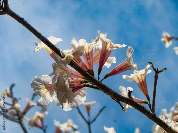 Fototapeta Close up of a white ipe flower. A brazilian tree blossoming during a spring day