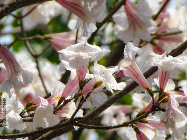 Fototapeta Close up of a white ipe flower. A brazilian tree blossoming during a spring day