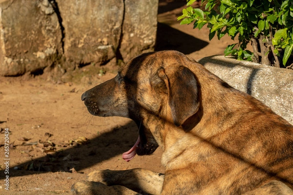 Fototapeta brown dog lying down, standing, looking forward