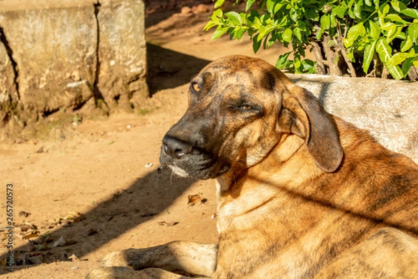 Fototapeta brown dog lying down, standing, looking forward