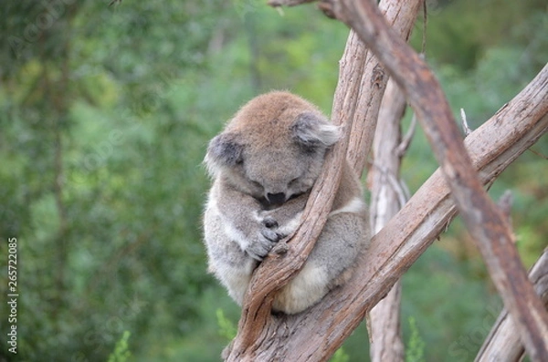 Obraz Koala sleeping close up fur tree Australia marsupial gum tree