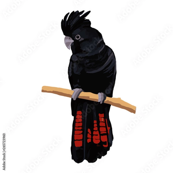 Fototapeta black cockatoo red feathers Australia parrot branch sitting crest
