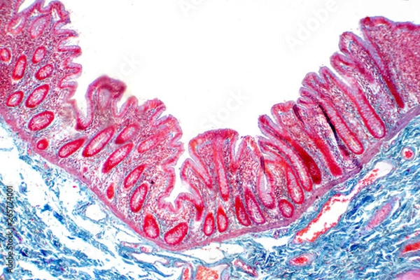 Obraz Human large intestine tissue under microscope view.